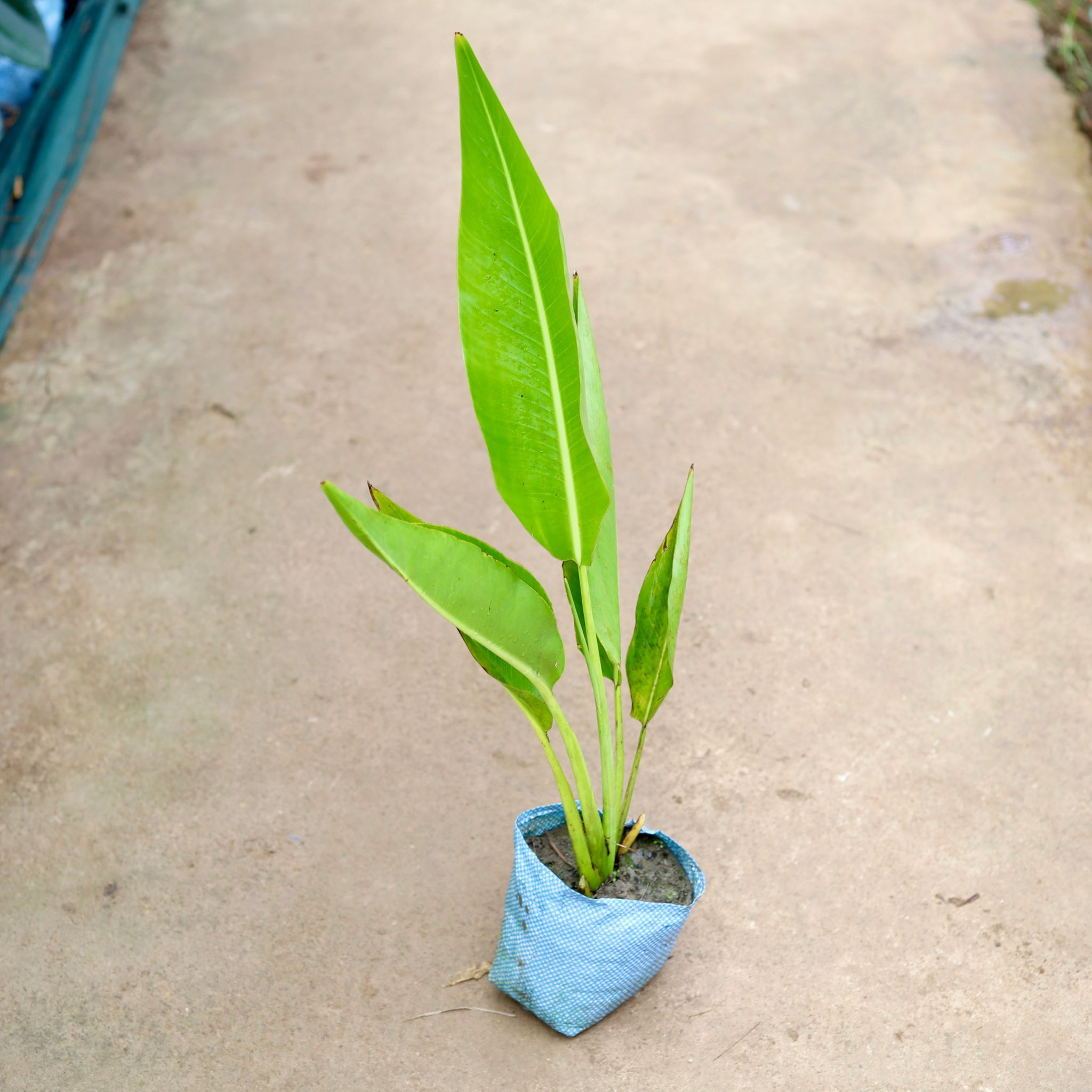 Traveller Palm in 8 Inch Nursery Bag