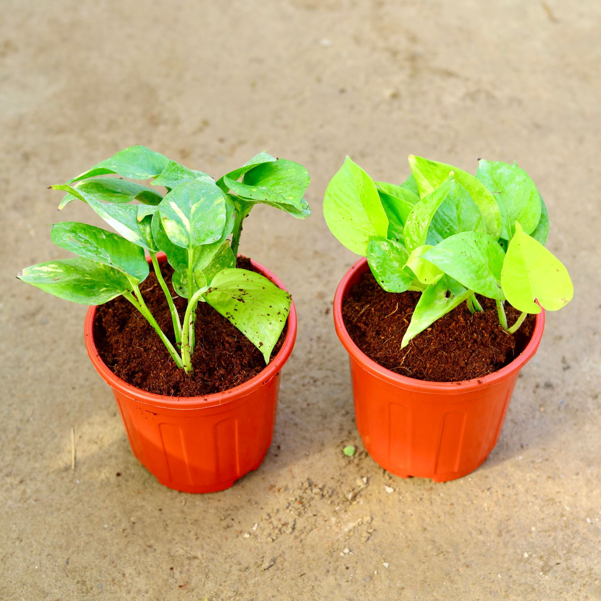 Set of 2 - Money Plant - Green & Golden in 6 Inch Red Super Nursery Pot