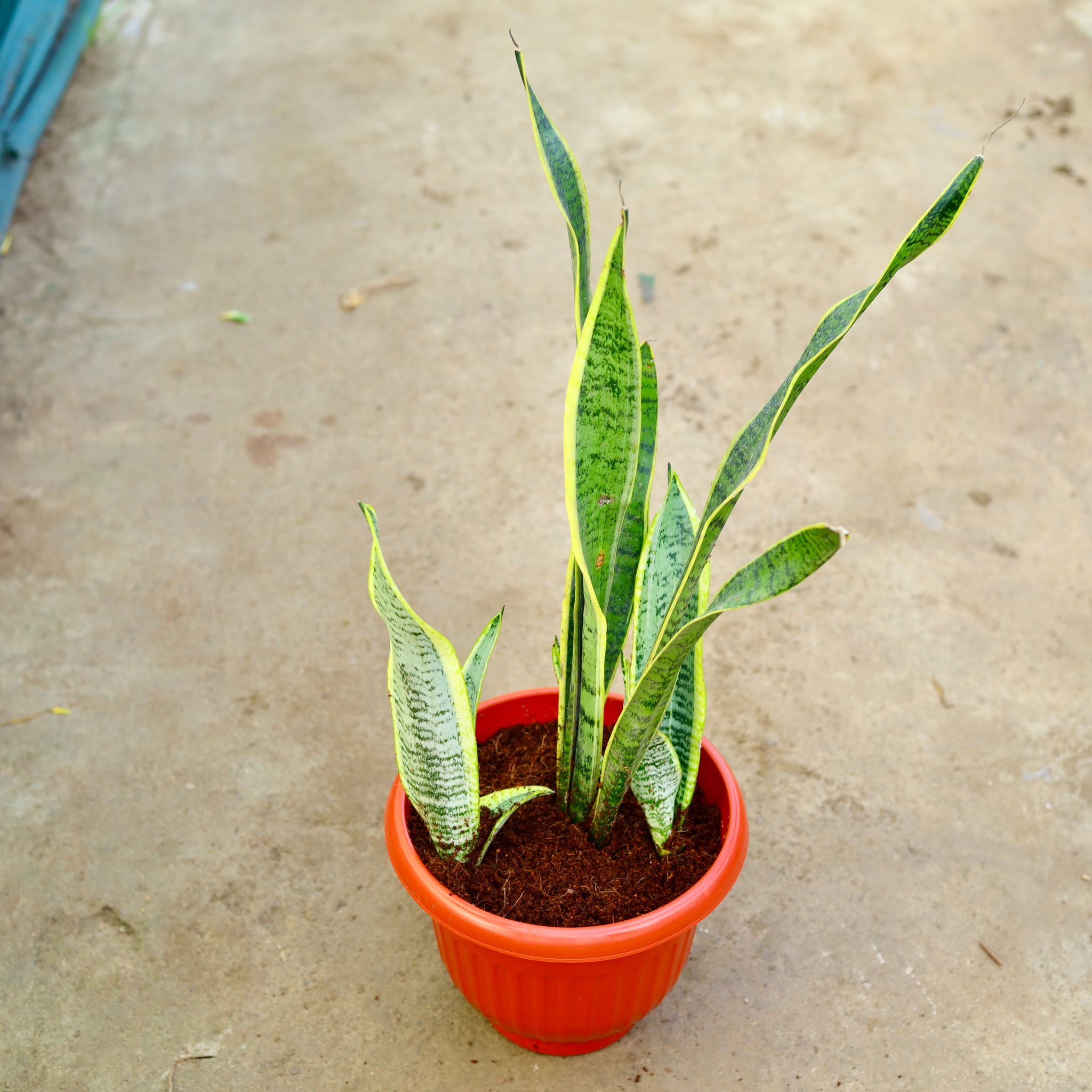 Snake Long in 10 Inch Terracotta Red Olive Plastic Pot