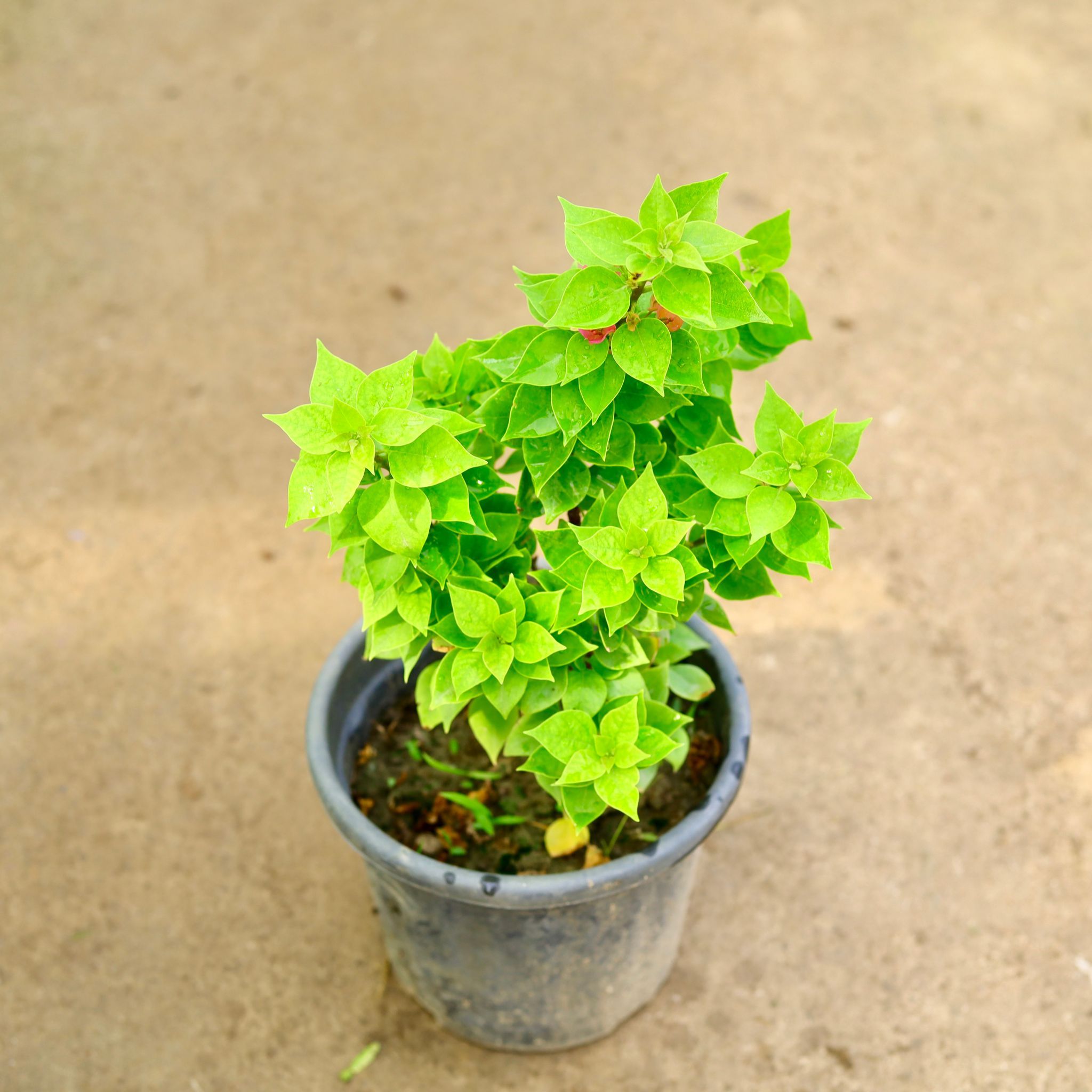 Bougainvillea Torch Glory (any colour) in 8 Inch Nursery Pot