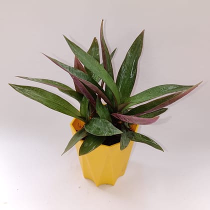 Buy Rhoeo in 4 Inch Yellow Premium Diamanti Plastic Pot Online | Urvann.com