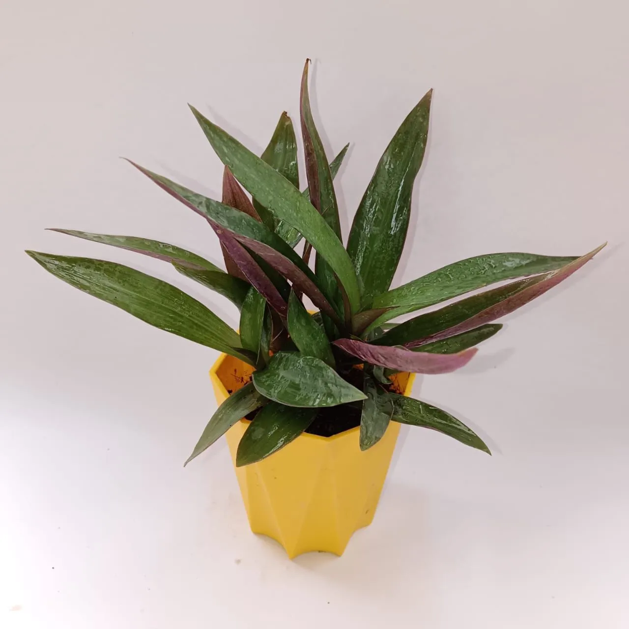 Rhoeo / Durangi in 4 Inch Yellow Premium Diamanti Plastic Pot