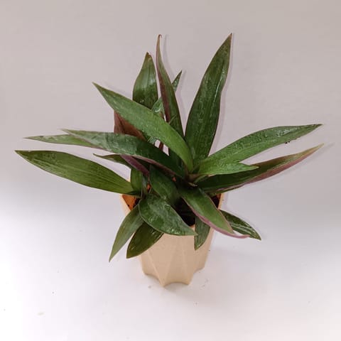 Rhoeo / Durangi in 4 Inch Beige Marble Premium Diamanti Plastic Pot