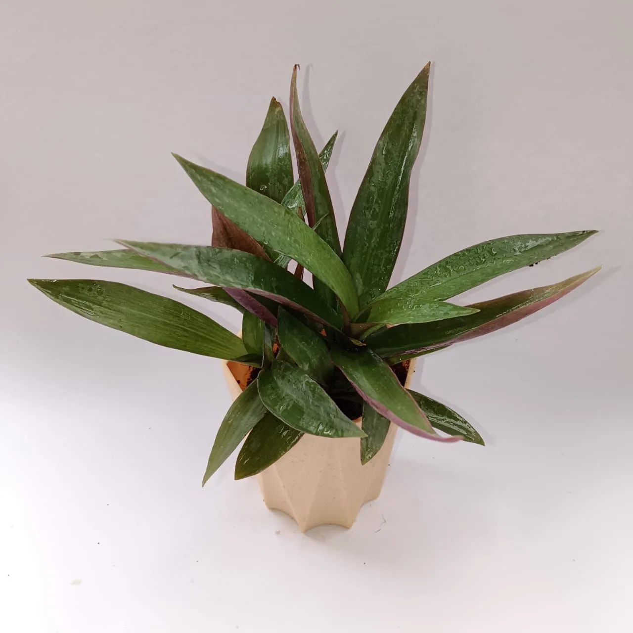 Rhoeo / Durangi in 4 Inch Beige Marble Premium Diamanti Plastic Pot
