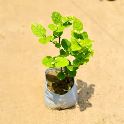 Buy Motia / Jasmine in 8 Inch Nursery Bag Online | Urvann.com
