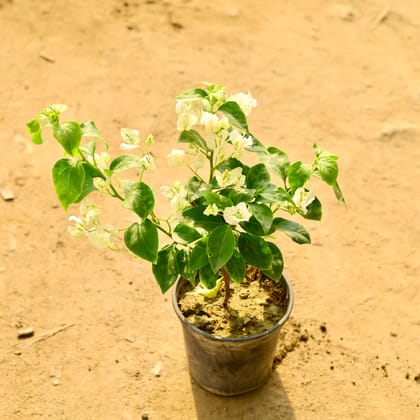 Buy Bougainvillea (any colour) in 6 Inch Nursery Pot Online | Urvann.com