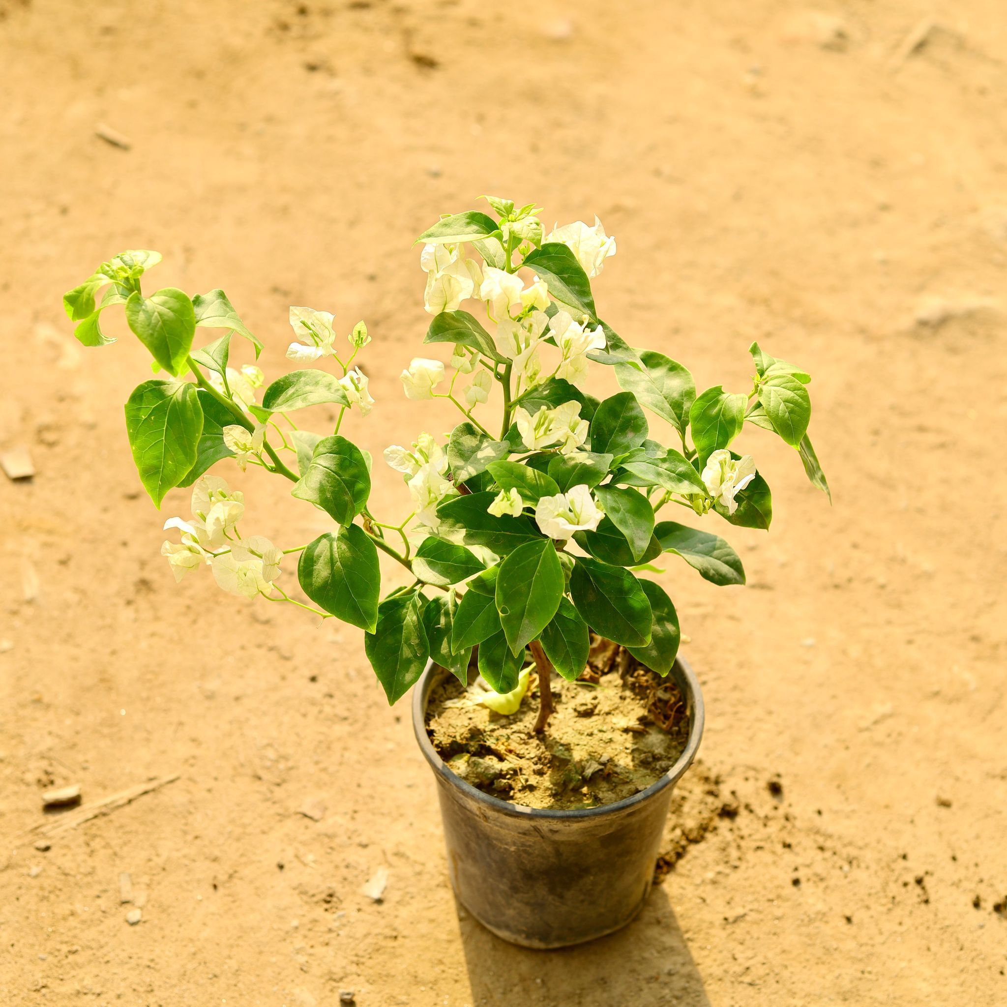 Bougainvillea (any colour) in 6 Inch Nursery Pot