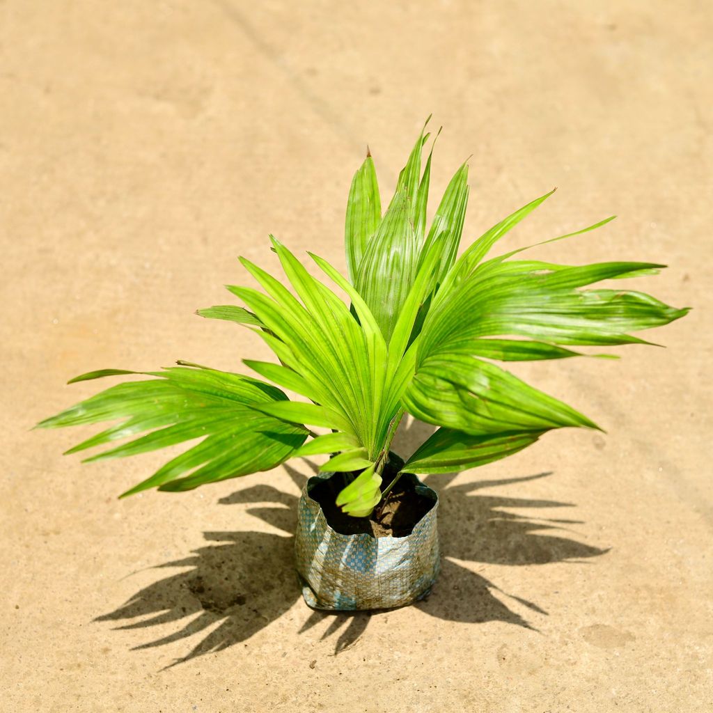 Buy China / Fan Palm in 4 Inch Nursery Bag Online | Urvann.com China / Fan Palm in 4 Inch Nursery Bag