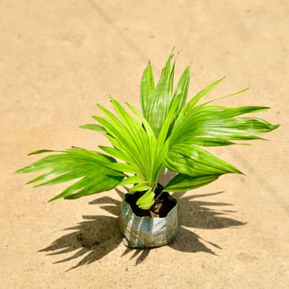 Buy China / Fan Palm in 4 Inch Nursery Bag Online | Urvann.com