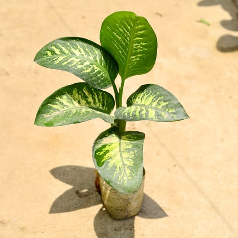 Dieffenbachia Seguine in 8 Inch Nursery Bag