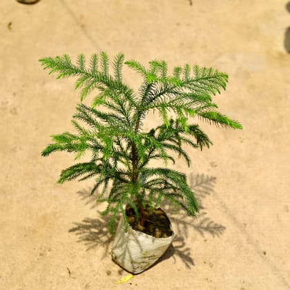 Buy Araucaria / Christmas Tree in 5 Inch Nursery Bag Online | Urvann.com