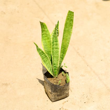 Buy Snake Long Vareigated in 6 Inch Nursery Bag Online | Urvann.com