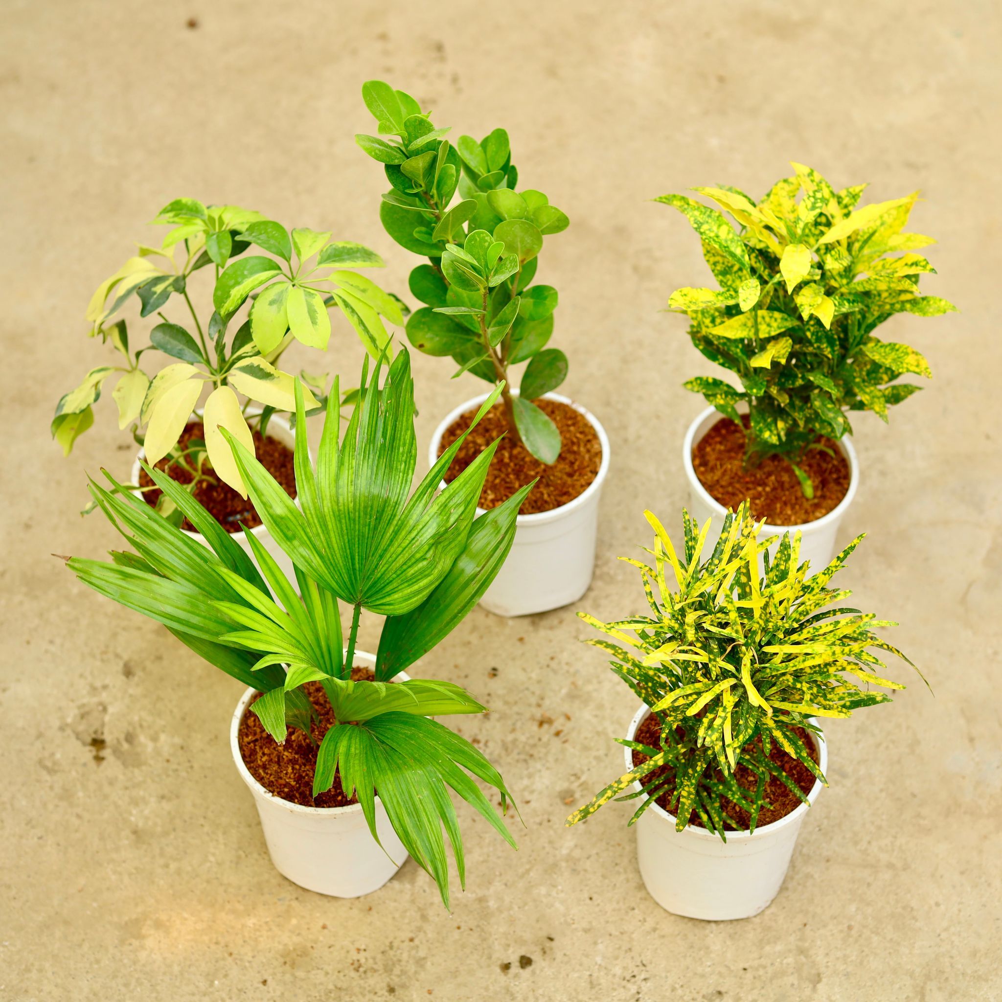 Set 0f 5 - Schefflera Brassia, Ficus Moclaim, Baby Croton, Chironji Croton & China Palm in 5 Inch White Nursery Pot