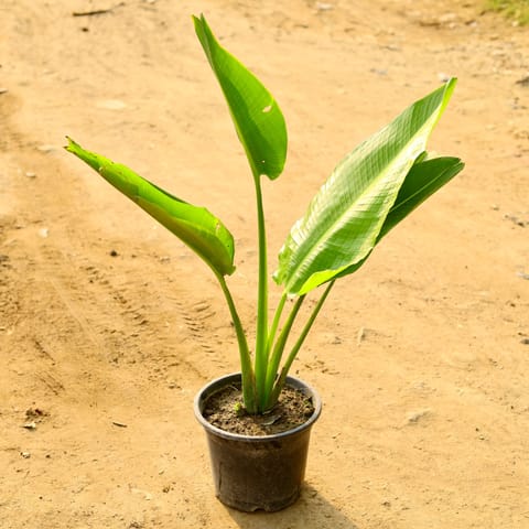 Traveller Palm (~ 2 Ft) in 10 Inch Nursery Pot