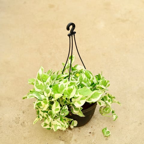 Money Plant Njoy in 8 Inch Hanging Basket (any colour)