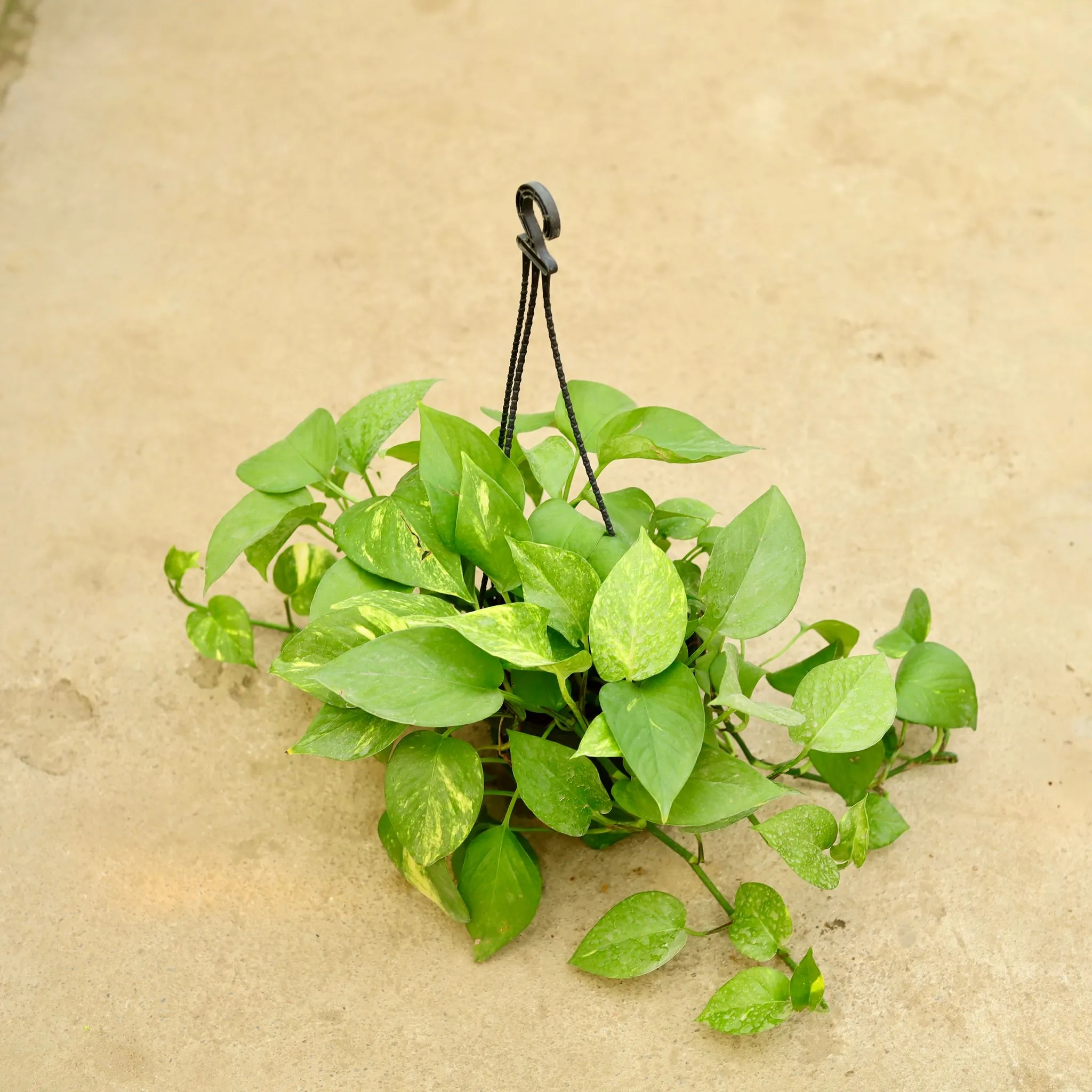 Money Plant Green in 6 Inch Hanging Basket (any colour)