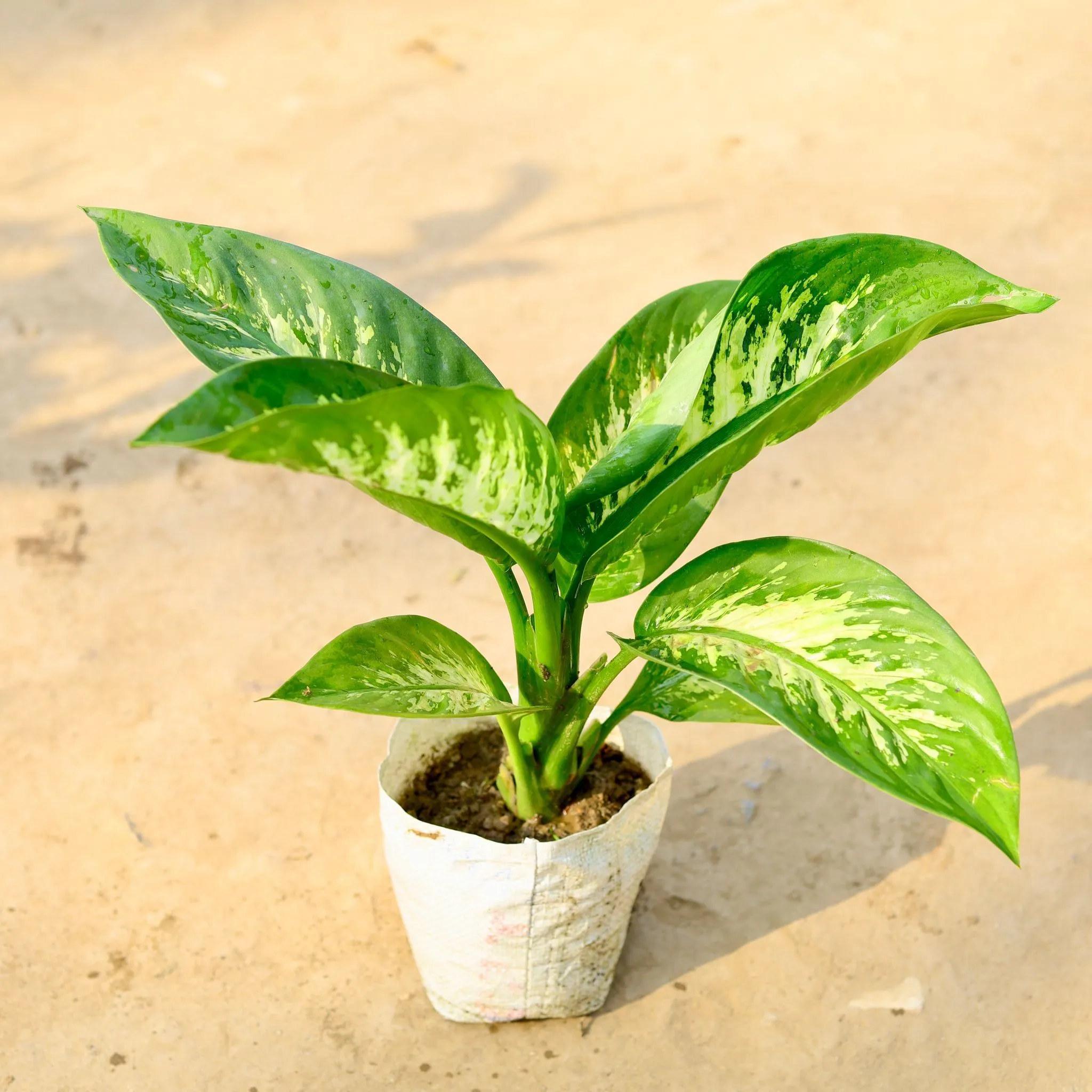 Dieffenbachia Seguine in 7 Inch Nursery Bag