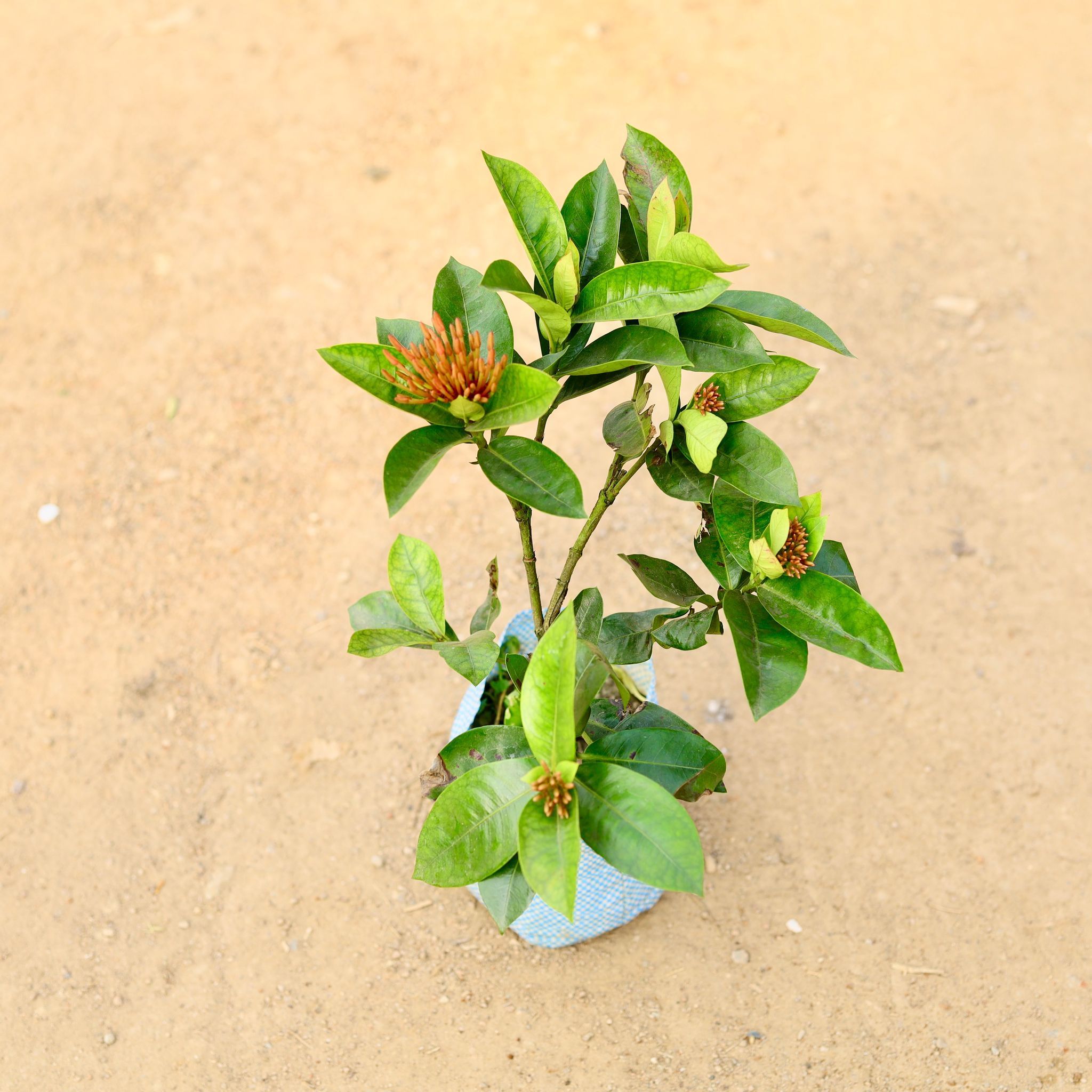 Ixora (any colour) in 7 Inch Nursery Bag