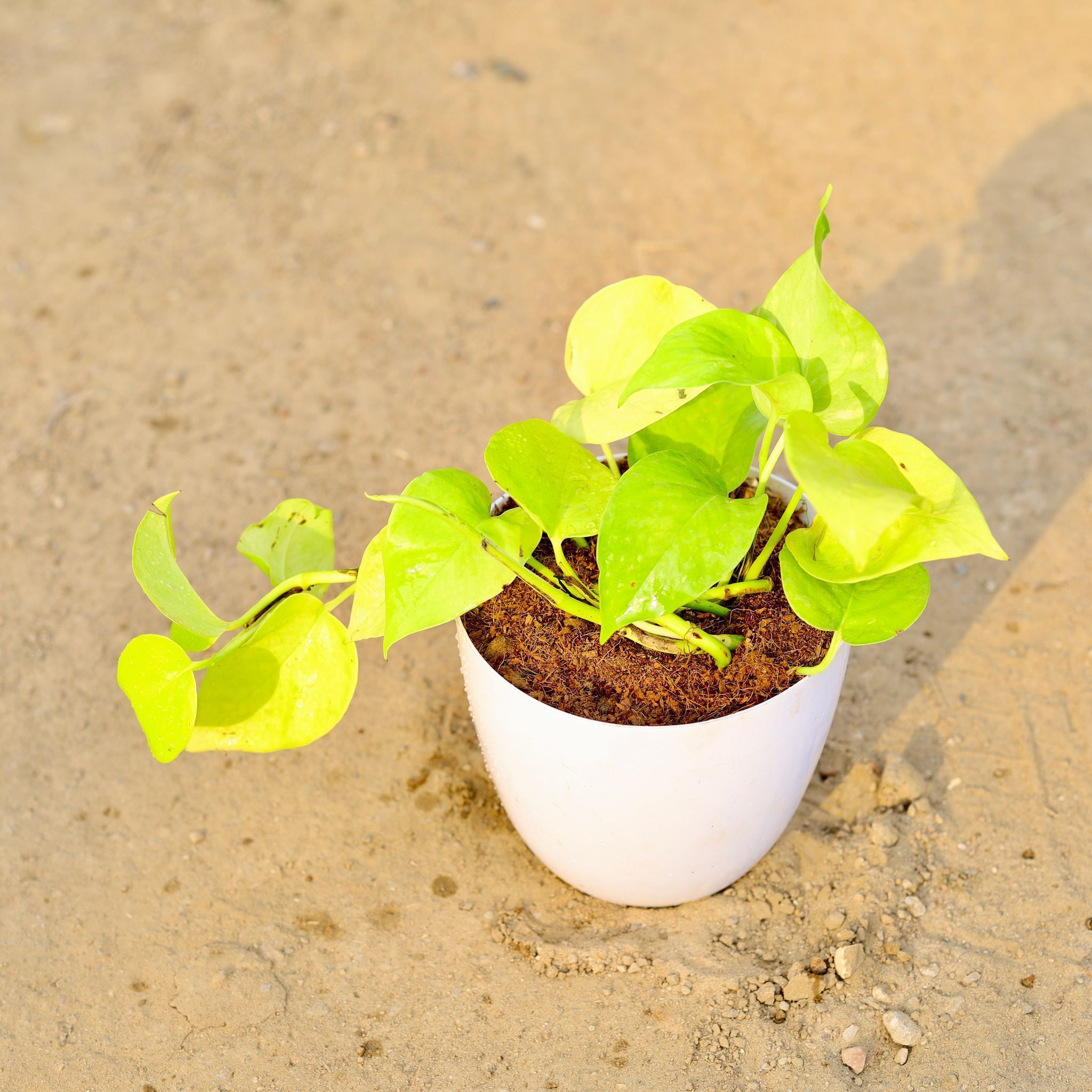 Golden Money Plant in 6 Inch White Premium Orchid Round Plastic Pot