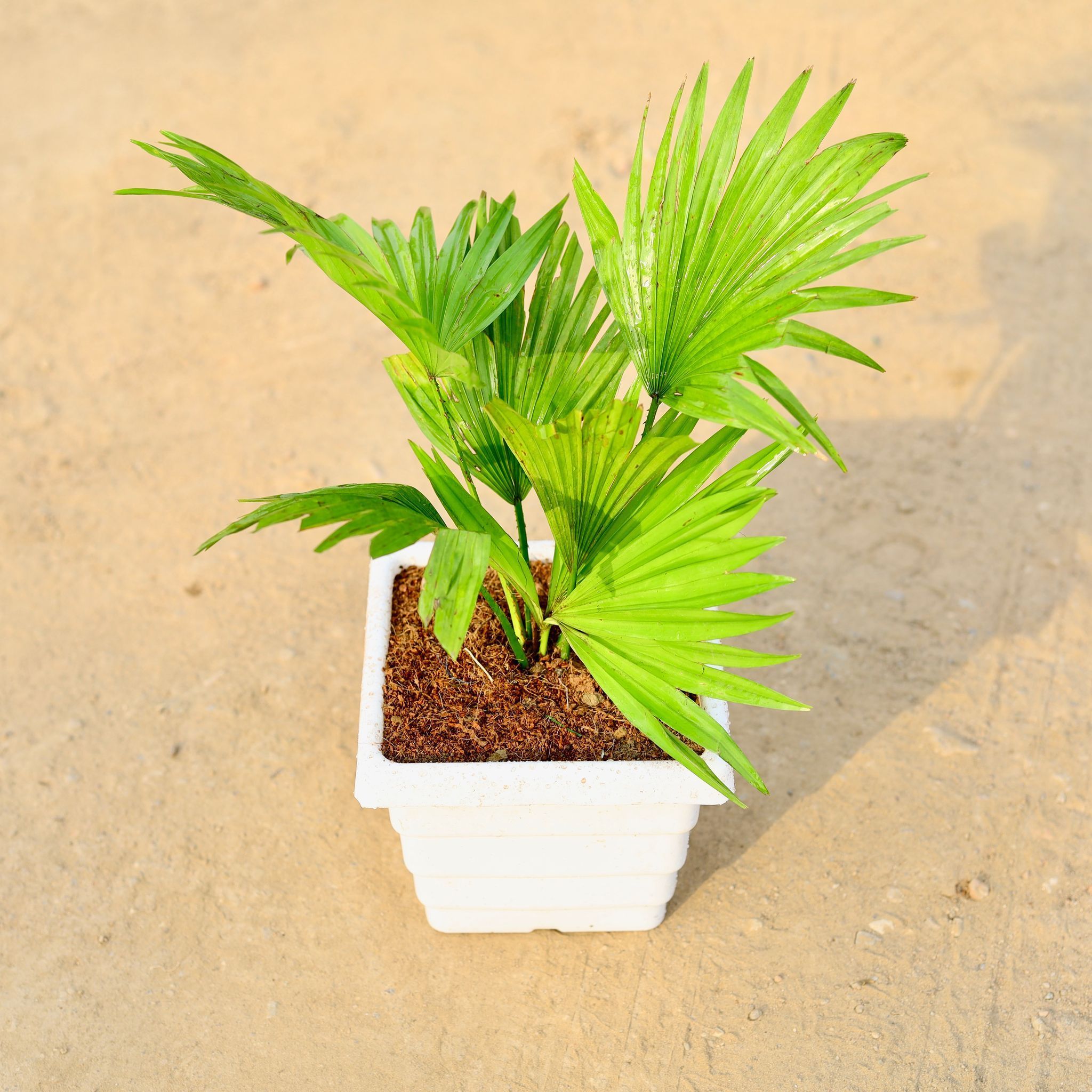 China / Fan Palm in 6 Inch Marble Premium Orchid Square Plastic Pot (any colour)
