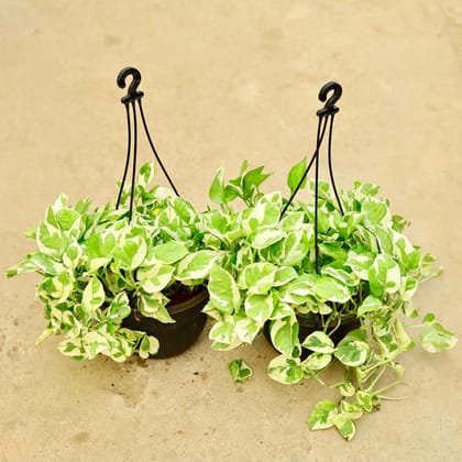 Buy Set of 2 - Money Plant Njoy in 8 Inch Hanging Basket (any colour) Online | Urvann.com