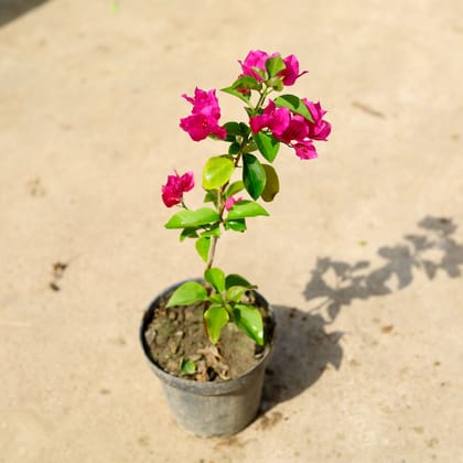 Buy Bougainvillea (Any Color) in 6 Inch Nursery Pot Online | Urvann.com