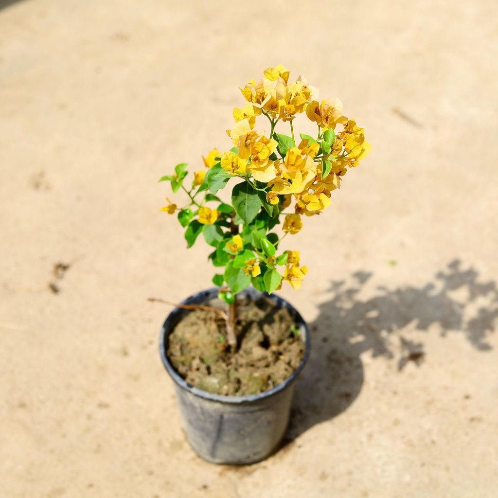 Buy Bougainvillea (Any Color) in 6 Inch Nursery Pot Online | Urvann.com Bougainvillea (Any Color) in 6 Inch Nursery Pot