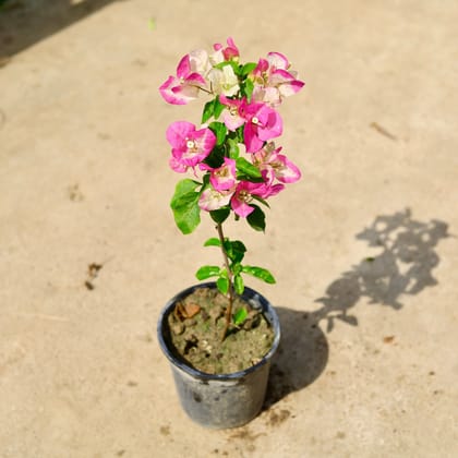 Buy Bougainvillea (Any Color) in 6 Inch Nursery Pot Online | Urvann.com