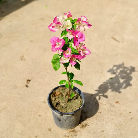 Bougainvillea (Any Color) in 6 Inch Nursery Pot