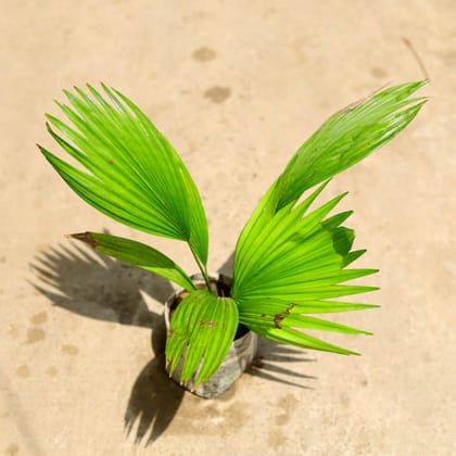 Buy China / Fan Palm in 4 Inch Nursery Bag Online | Urvann.com