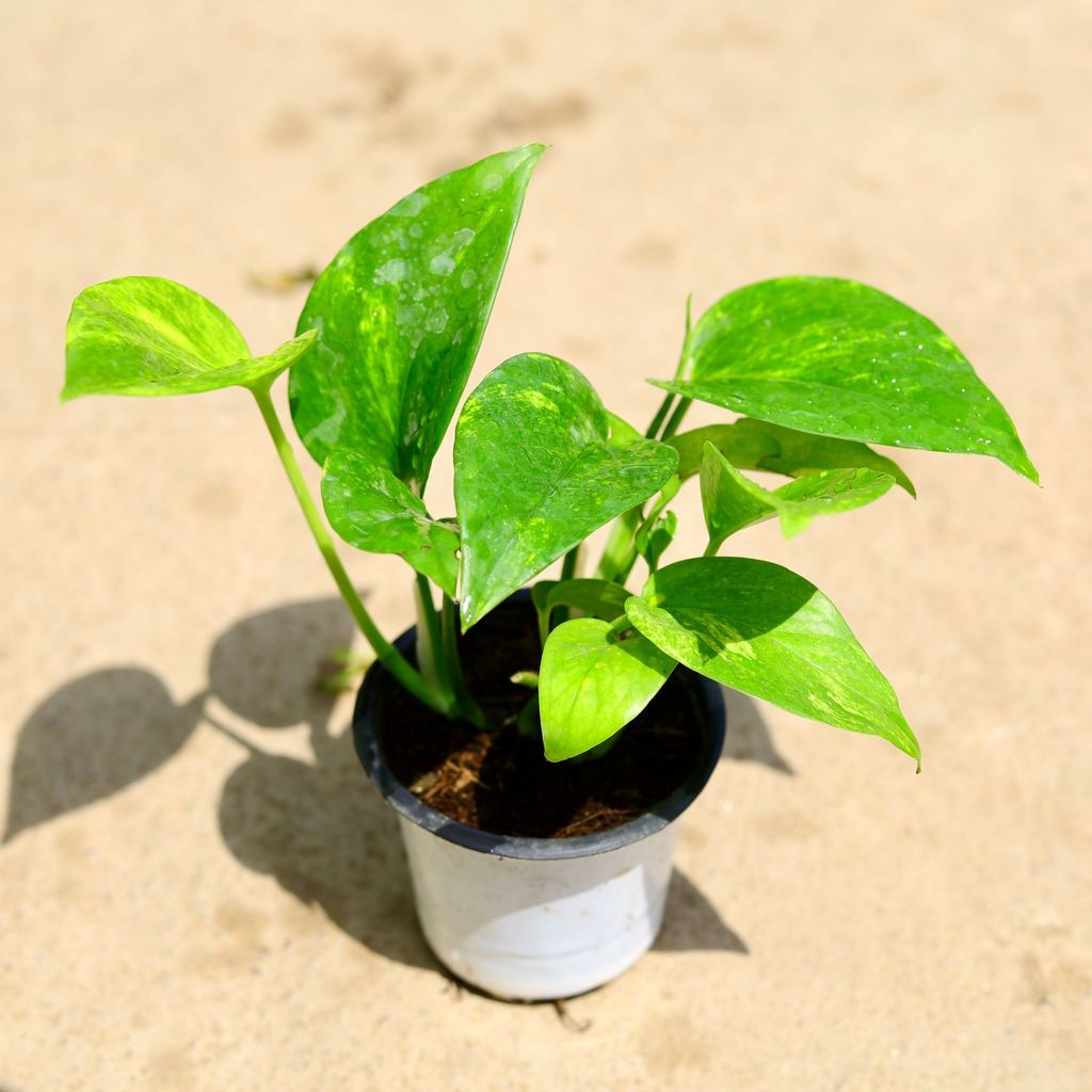 Buy Money Plant Green in 4 Inch Nursery Pot Online | Urvann.com Money Plant Green in 4 Inch Nursery Pot