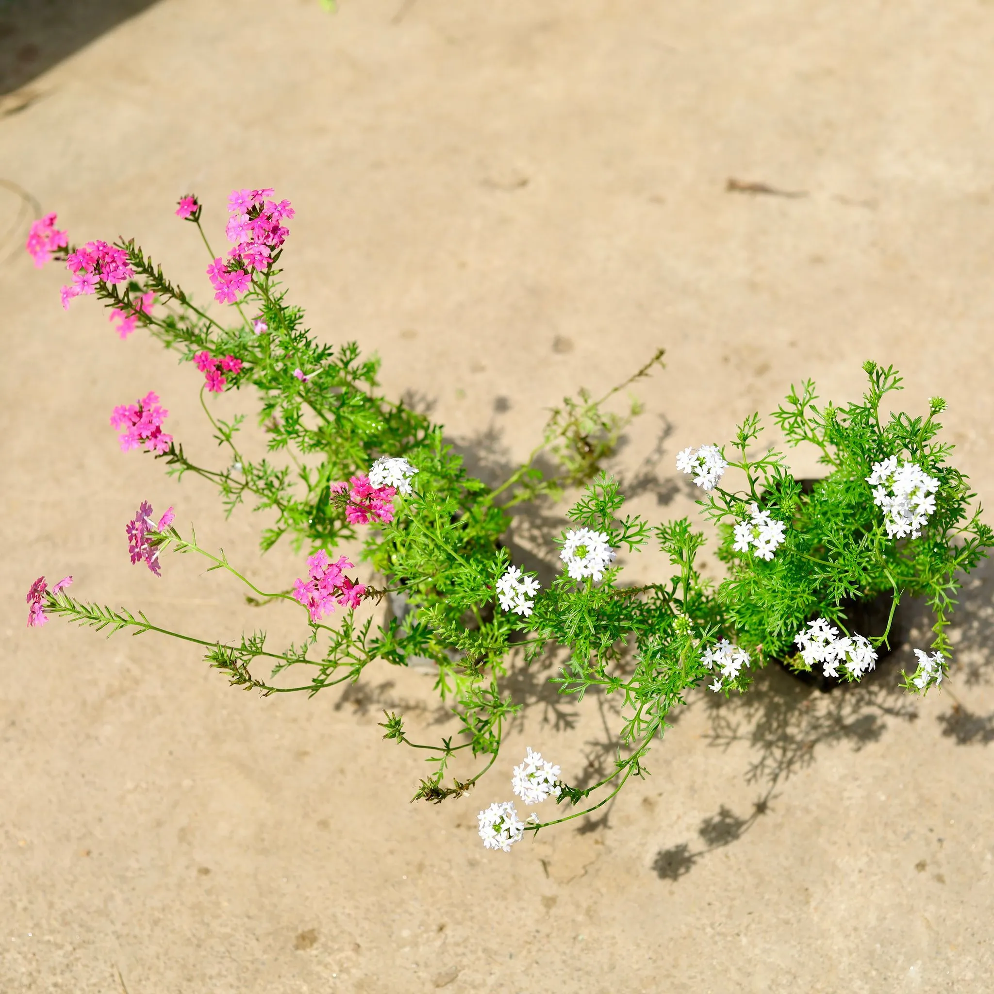 Set of 2 - (Verbena Pink & White) in 4 Inch Nursery Bag