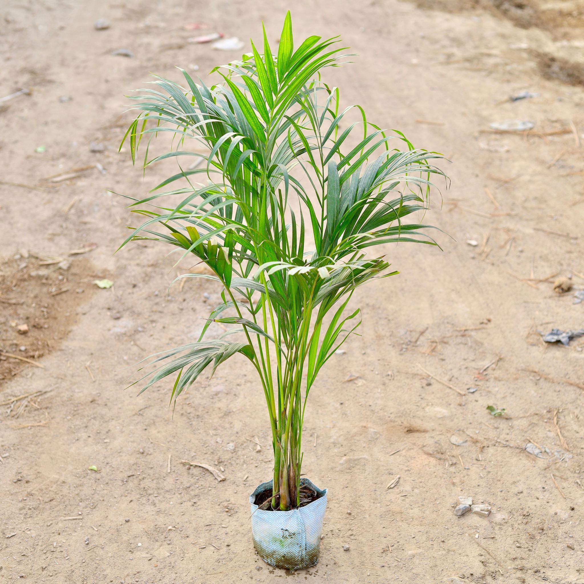 Areca Palm (~2.5 - 3 Ft) in 6 Inch Nursery Bag