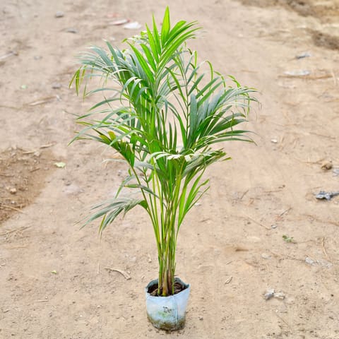 Areca Palm (3 to 4fit)in 7 Inch Nursery Bag