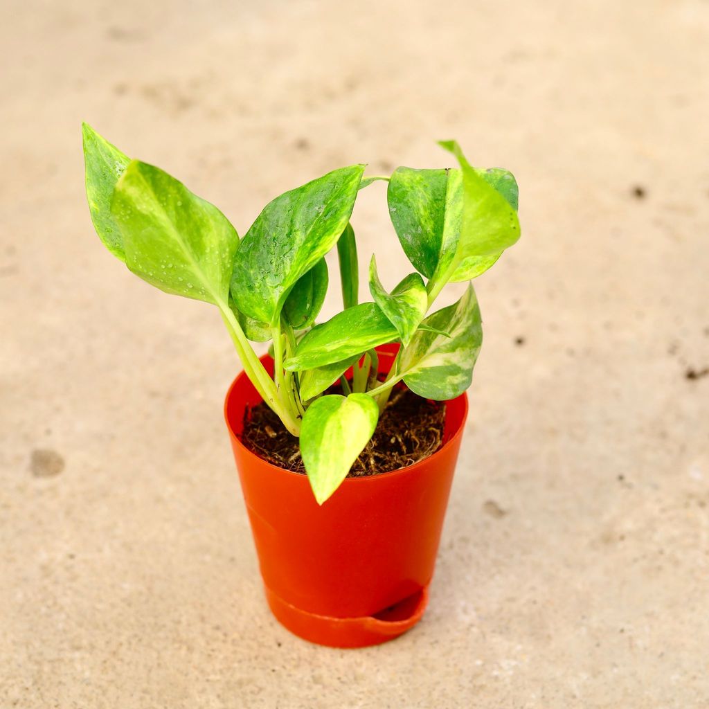 Buy Money Plant Green in 4 Inch Red Florence Self Watering Pot Online | Urvann.com Money Plant Green in 4 Inch Red Florence Self Watering Pot