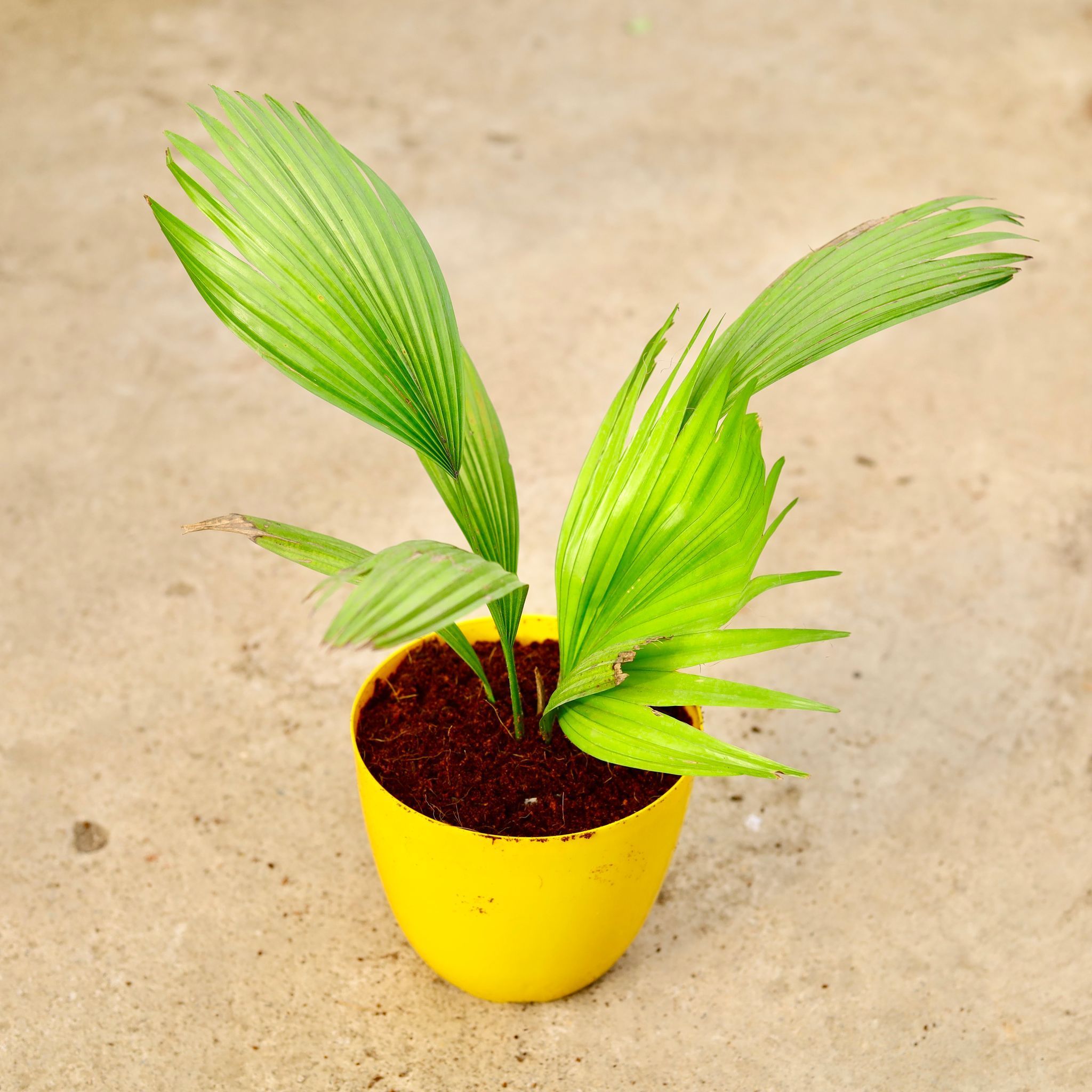 China / Fan Palm in 6 Inch Yellow Premium Orchid Round Plastic Pot