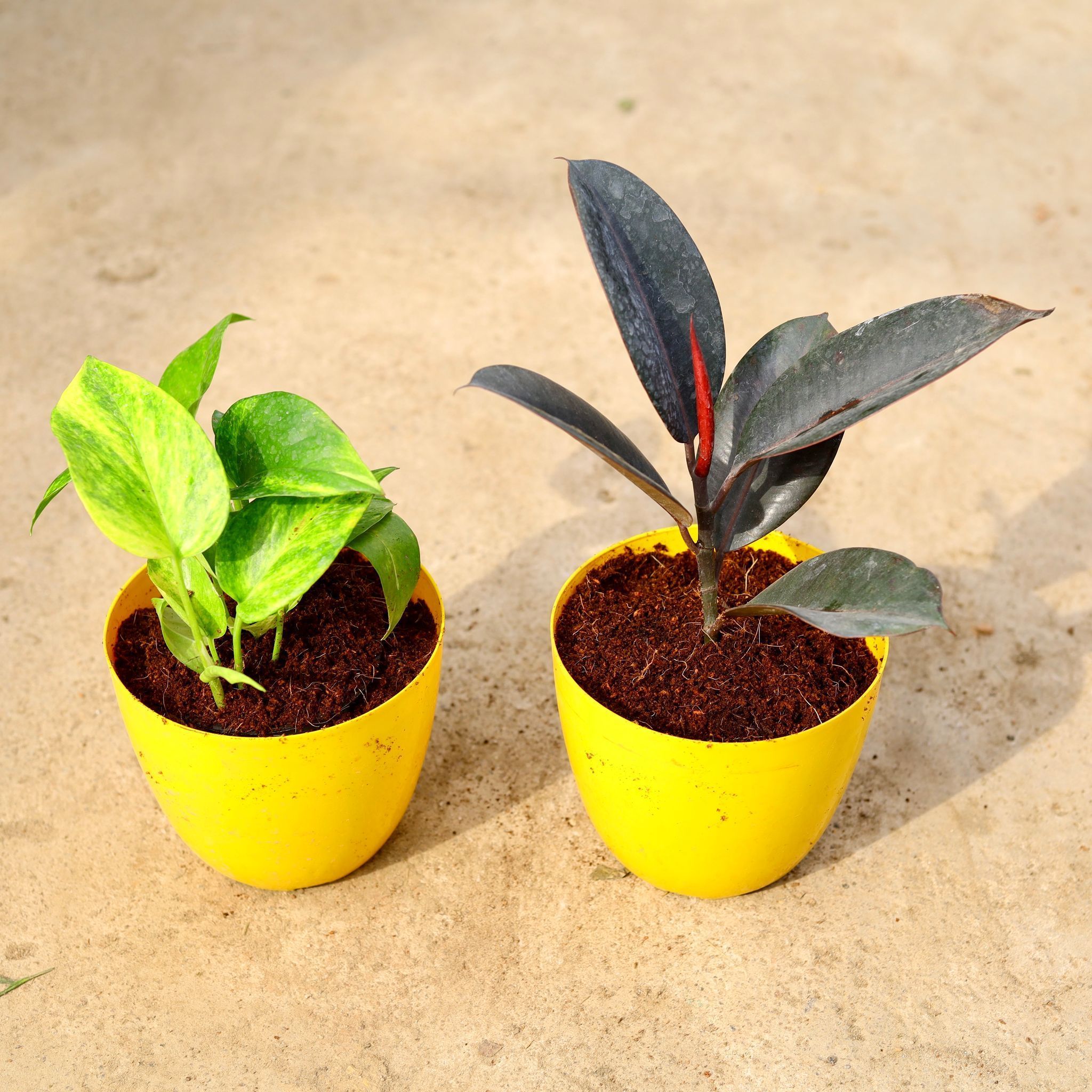 Set of 2 - (Money Plant Green & Rubber Black) in 6 Inch Yellow Premium Orchid Round Plastic Pot