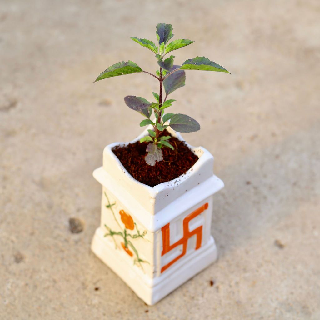 Buy Shyama Tulsi in 6 Inch Tulsi Designer Ceramic Pot (any colour) Online | Urvann.com Shyama Tulsi in 6 Inch Tulsi Designer Ceramic Pot (any colour)