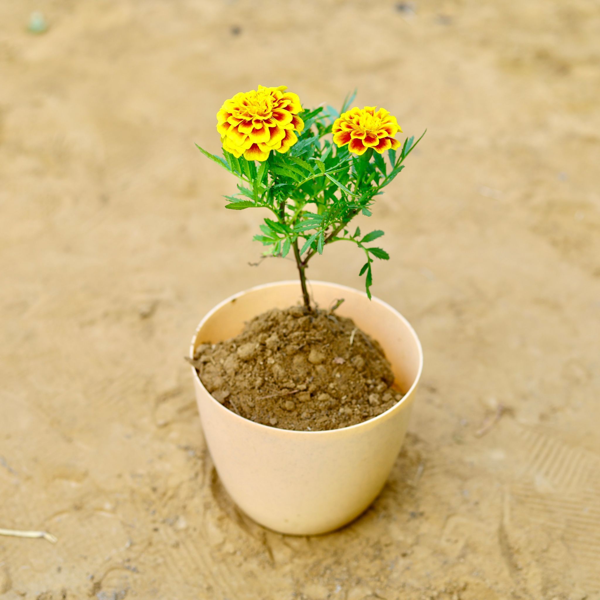 Marigold / Genda (Any Colour) in 6 Inch Beige Marble Premium Orchid Round Plastic Pot