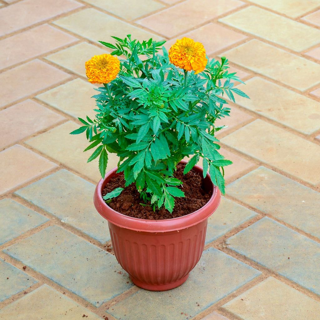 Marigold / Genda Orange in 8 Inch Terracotta Red Olive Plastic Pot