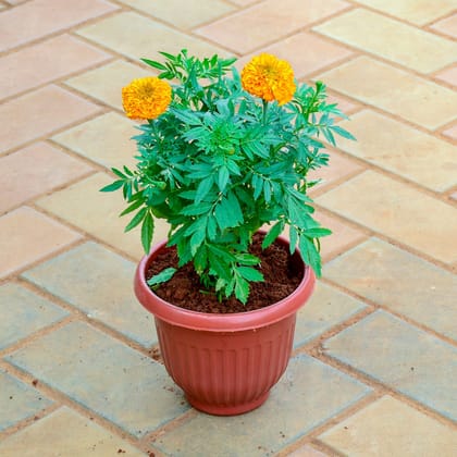 Buy Marigold / Genda Orange in 8 Inch Terracotta Red Olive Plastic Pot Online | Urvann.com