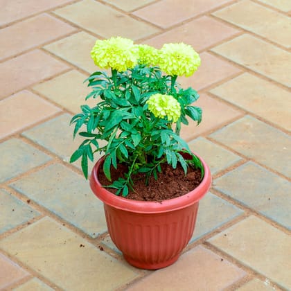 Buy Marigold / Genda Yellow in 8 Inch Terracotta Red Olive Plastic Pot Online | Urvann.com
