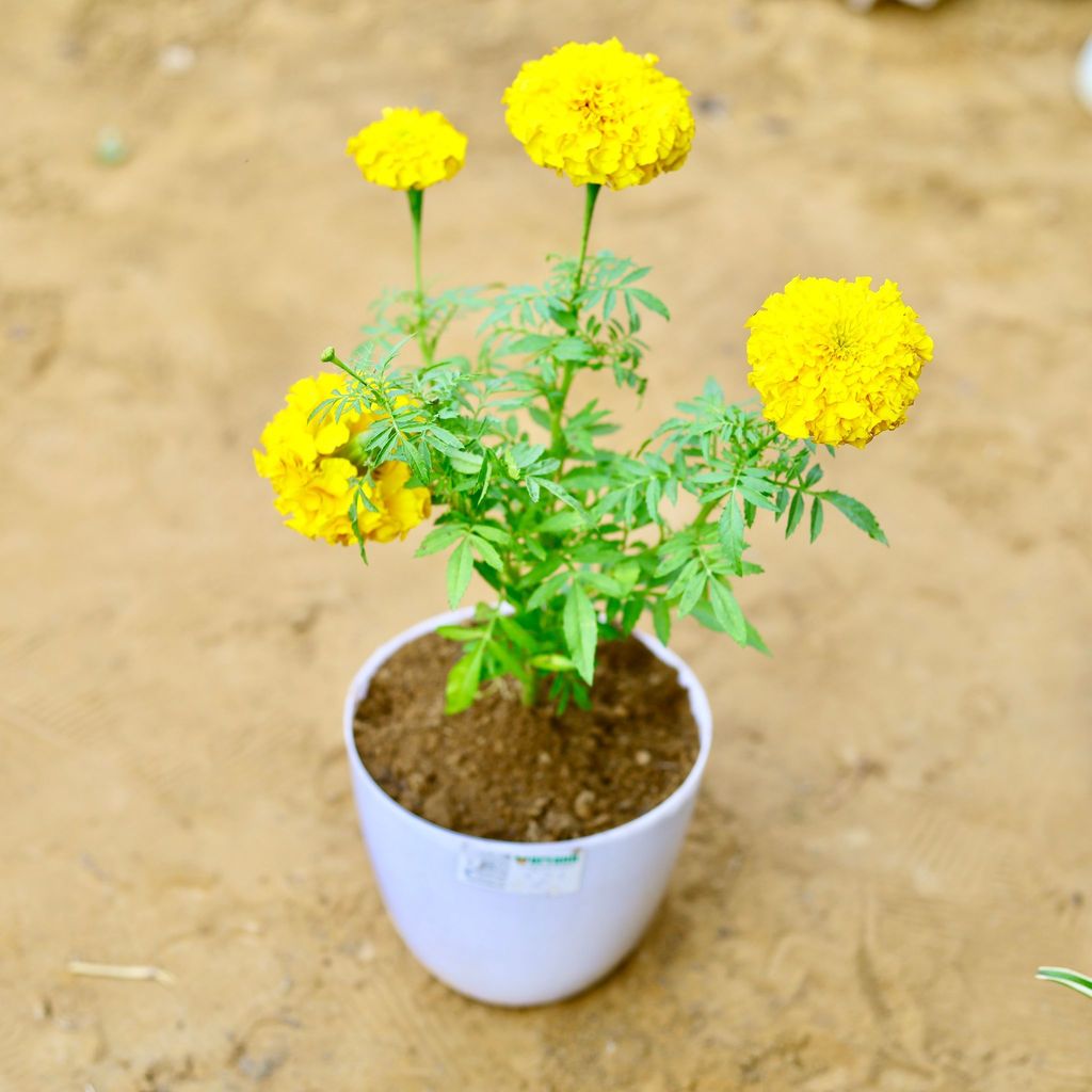 Buy Marigold / Genda (Any Colour) in 6 Inch White Premium Orchid Round Plastic Pot Online | Urvann.com Marigold / Genda (Any Colour) in 6 Inch White Premium Orchid Round Plastic Pot