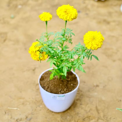 Buy Marigold / Genda (Any Colour) in 6 Inch White Premium Orchid Round Plastic Pot Online | Urvann.com