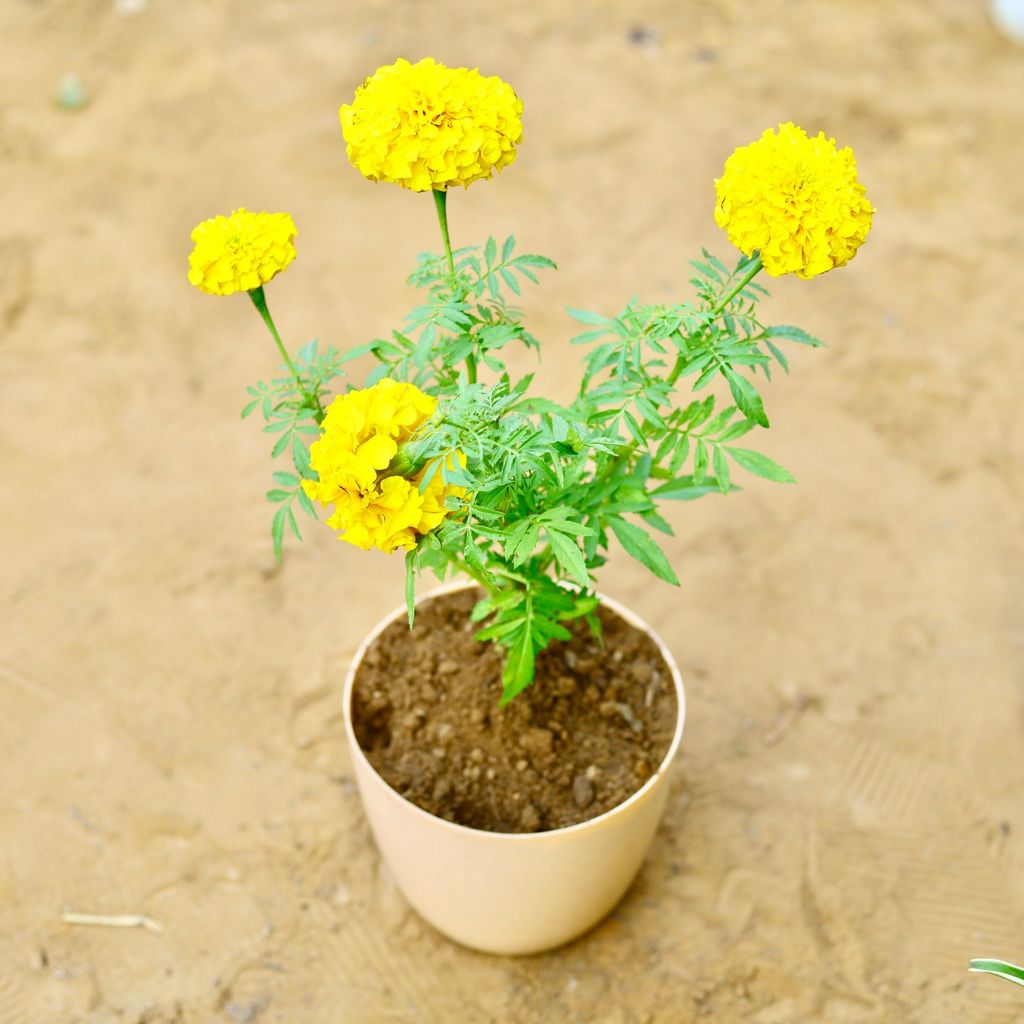 Buy Marigold / Genda Yellow in 6 Inch Beige Marble Premium Orchid Round Plastic Pot Online | Urvann.com Marigold / Genda Yellow in 6 Inch Beige Marble Premium Orchid Round Plastic Pot