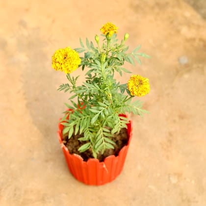 Buy Marigold / Genda (Any Colour) in 6 Inch Red Premium Tippy Plastic Pot Online | Urvann.com