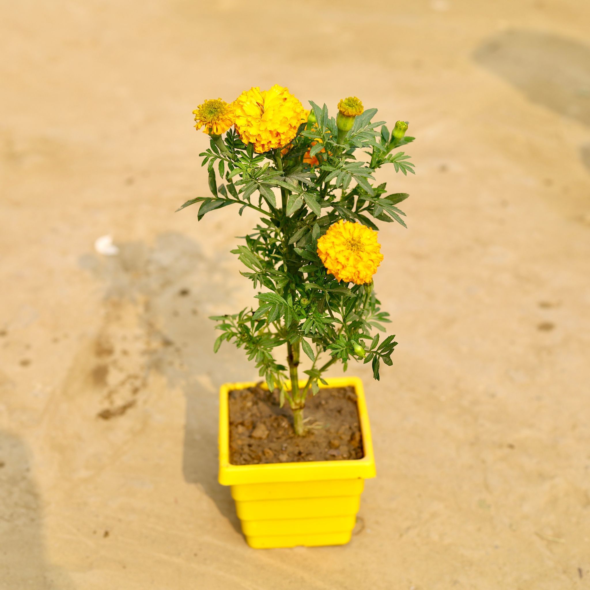 Marigold / Genda Jafri (Any Colour) in 4 Inch Yellow Premium Orchid Square Plastic Pot