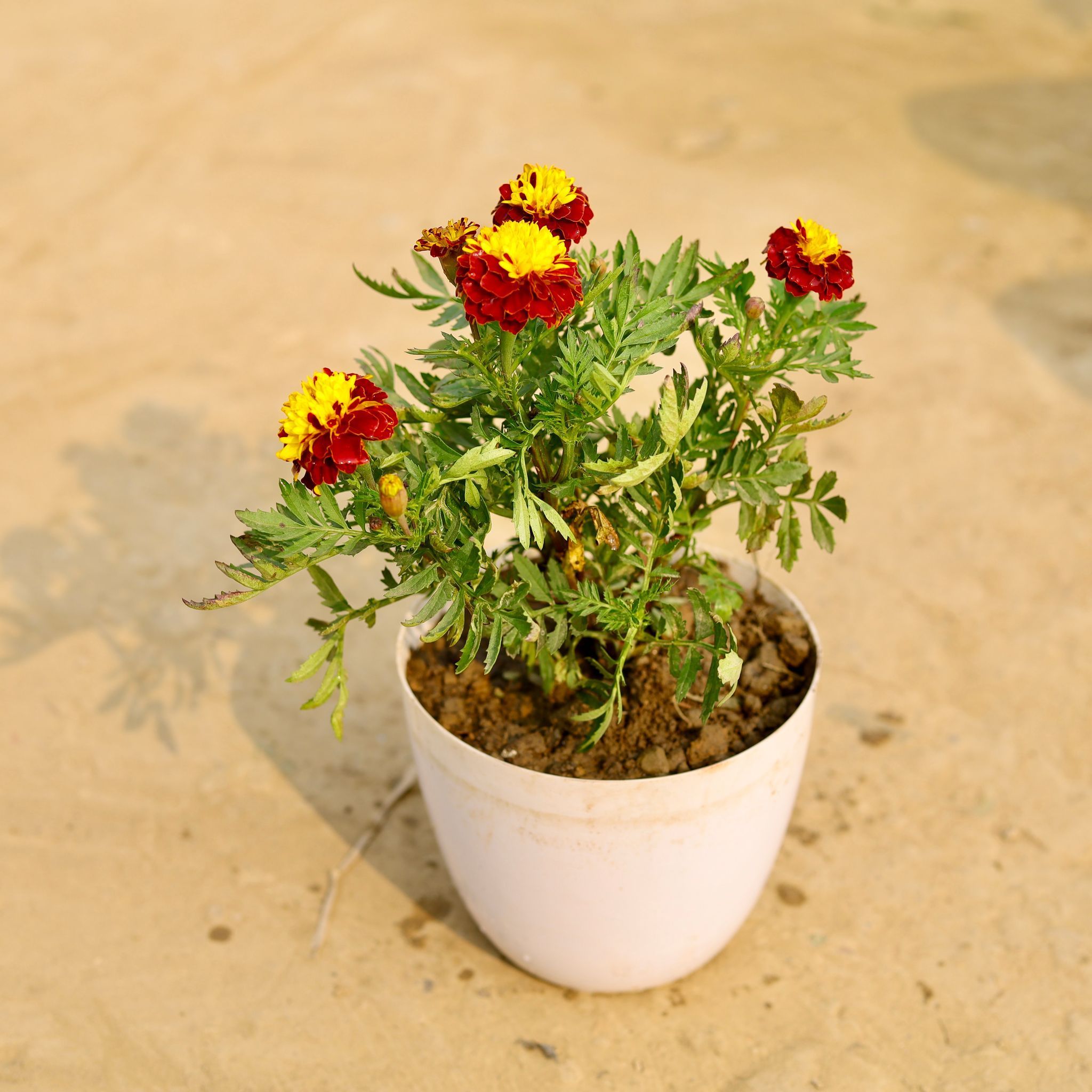 Marigold / Genda Jafri (Any Colour) in 6 Inch White Premium Orchid Round Plastic Pot