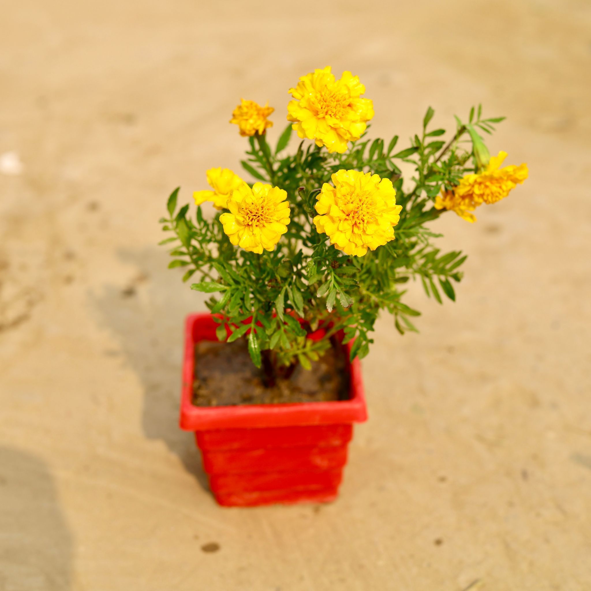 Marigold / Genda (Any Colour) in 4 Inch Red Premium Orchid Square Plastic Pot