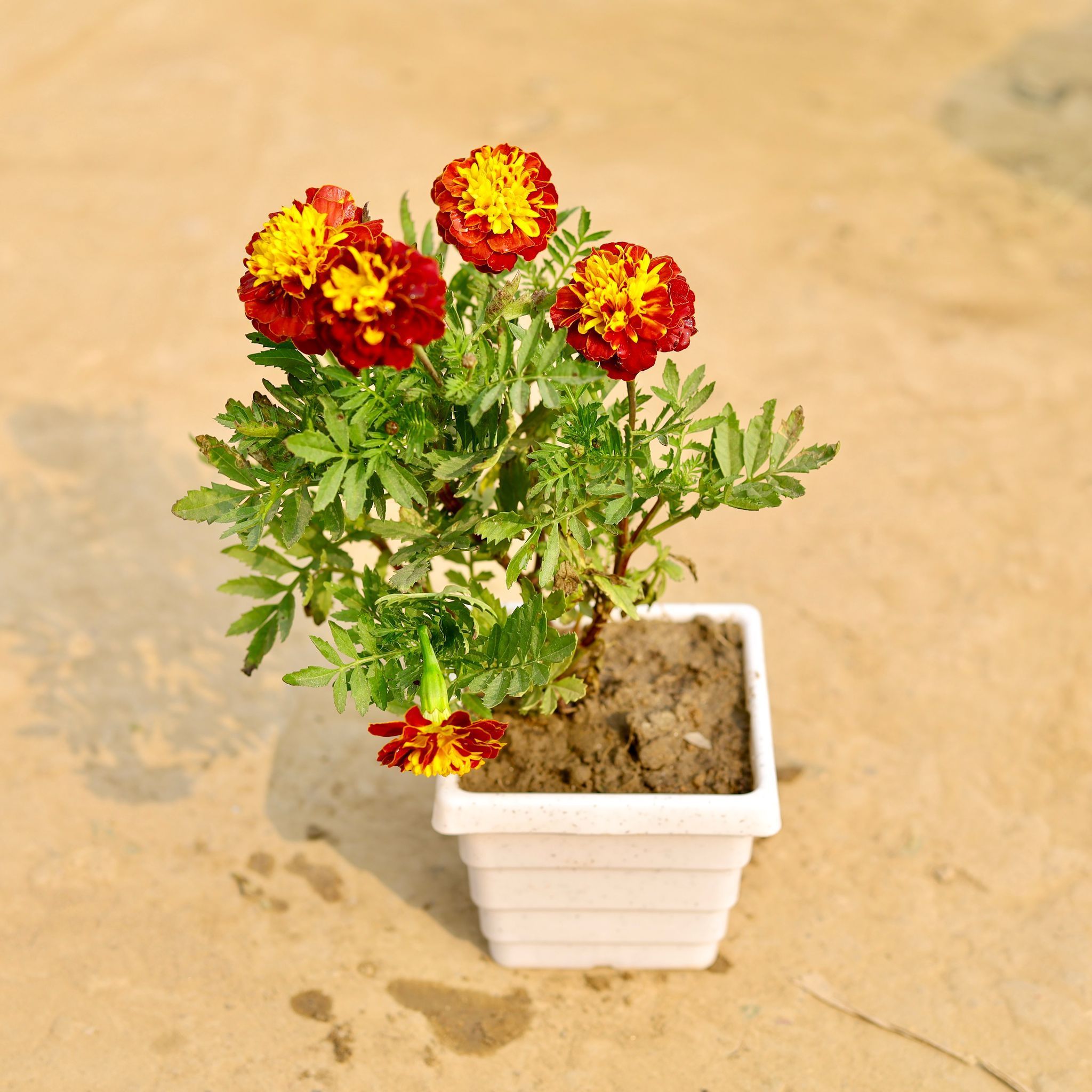 Marigold / Genda Jafri (Any Colour) in 4 Inch White Marble Premium Orchid Square Plastic Pot
